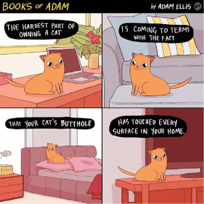 Owning a cat