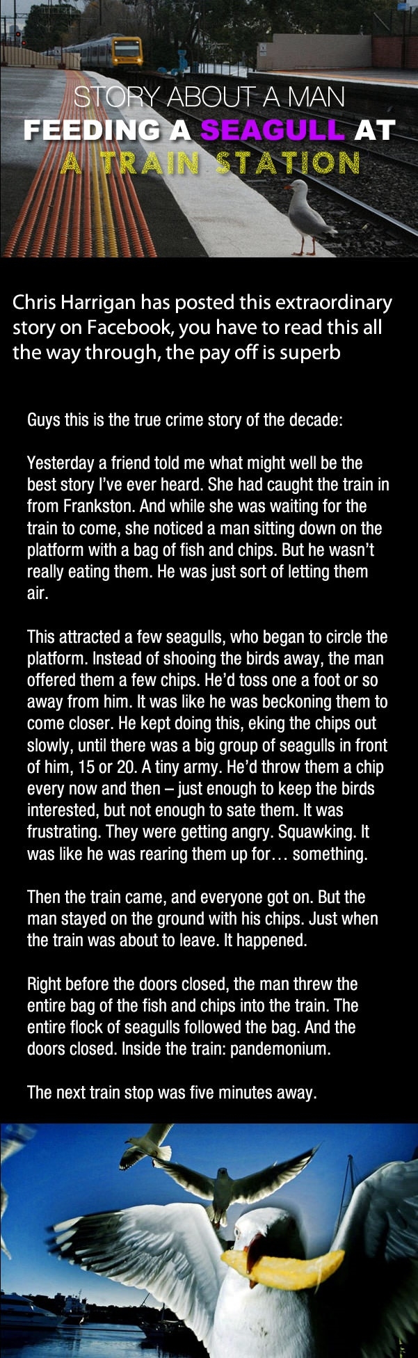 Man feeding a seagull