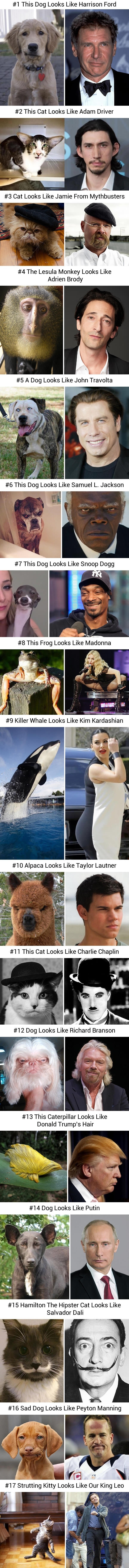 Animals that look like celebs