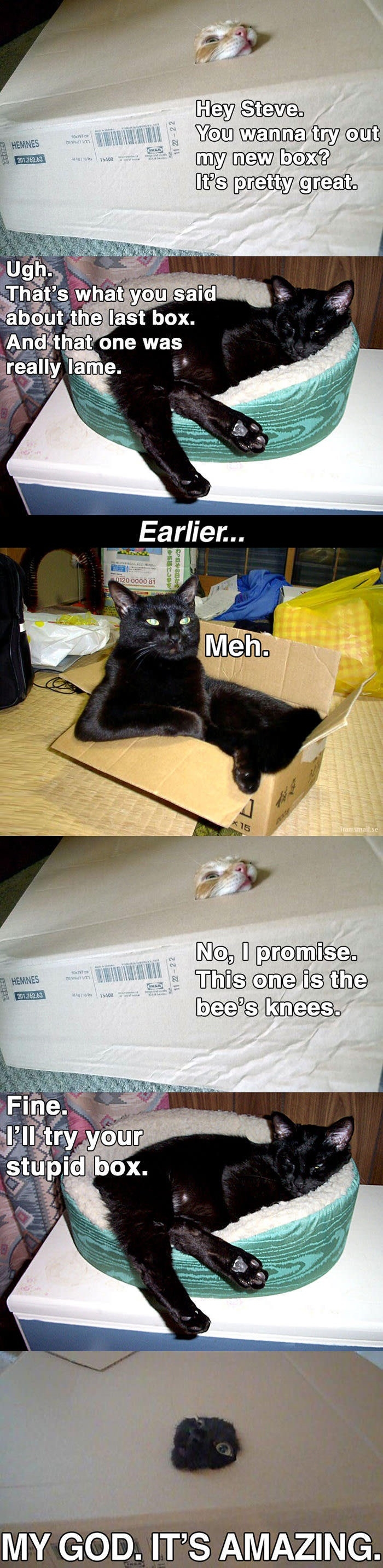 Just cats and boxes