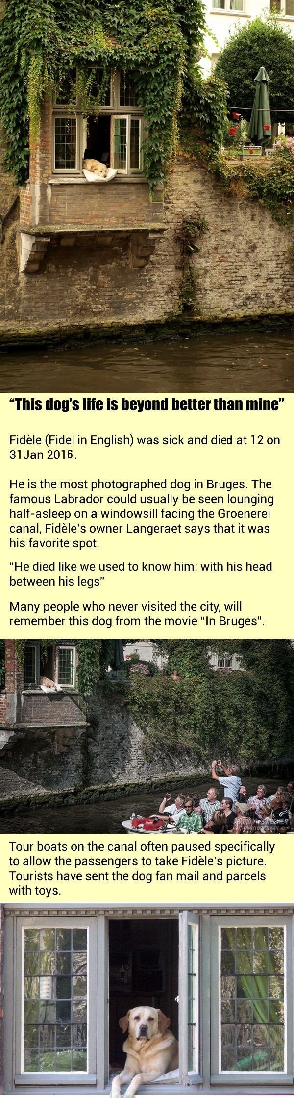 Fidle the dog of Bruges 