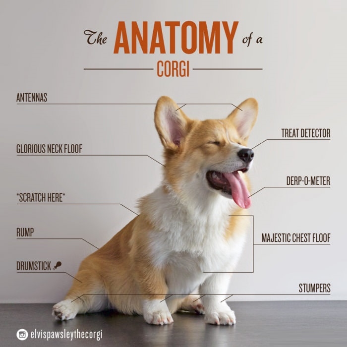 The anatomy of a corgi