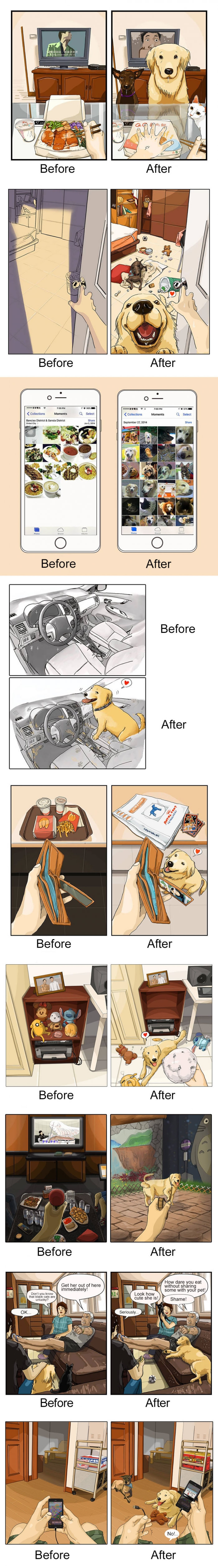 Before & after getting a dog