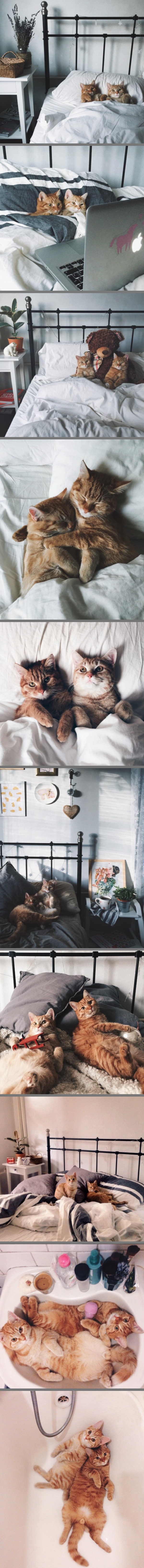 Cat bros
