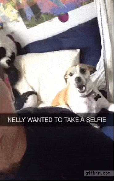 Dog participates in selfie