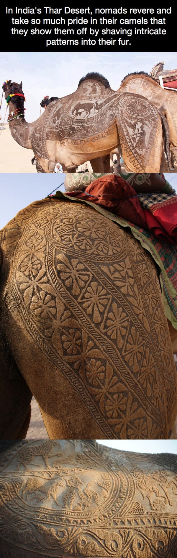 Like bada** camel tats