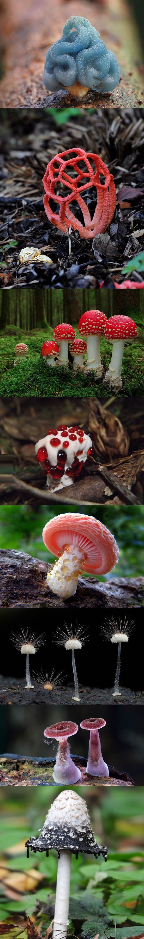 Poisonous mushrooms