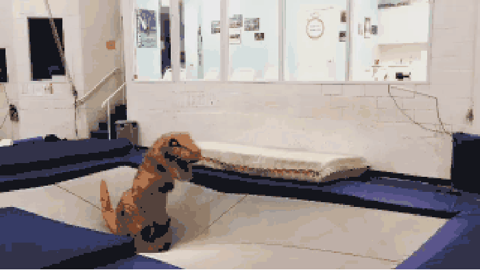 T-Rex tramping