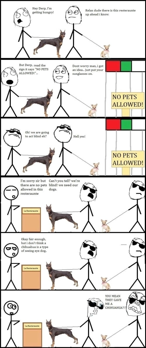 A chihuahua