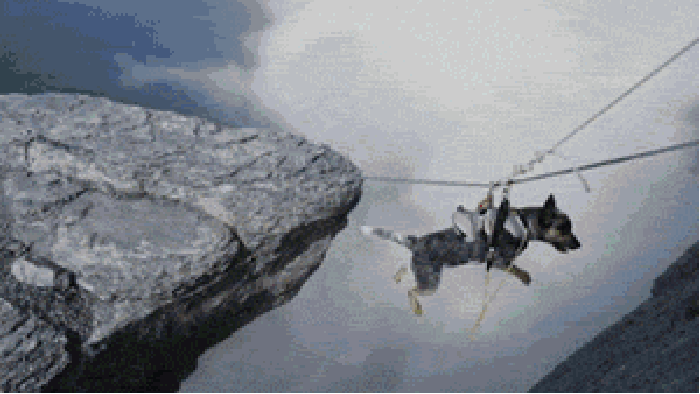 Wingsuit dog