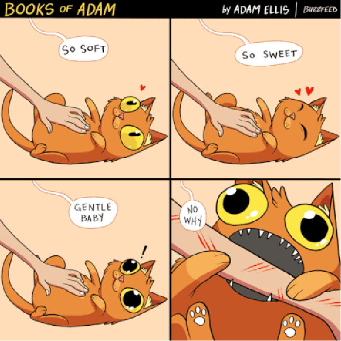 Why you do this, cat?
