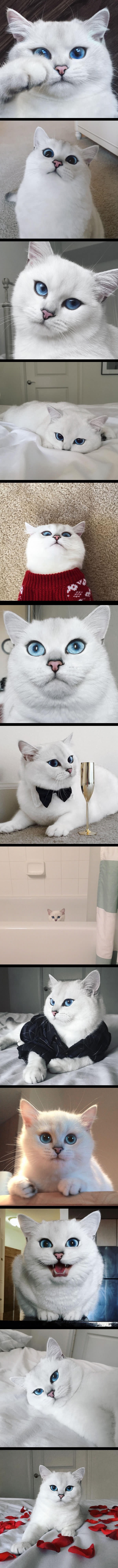 Coby the cat
