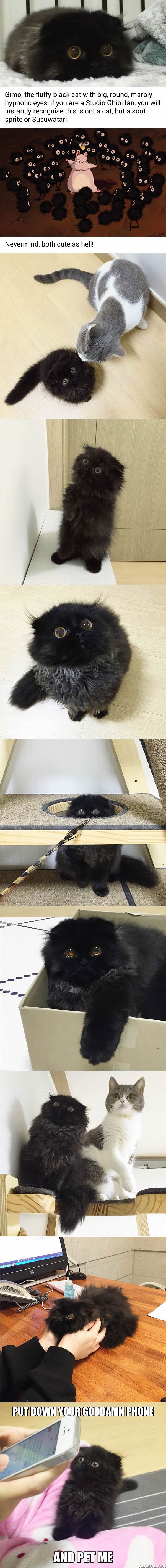 Gimo, the giant-eyed cat