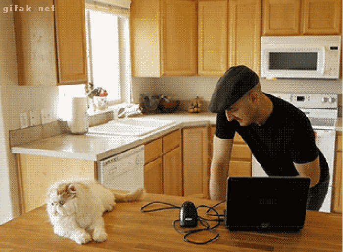 Cats Gun
