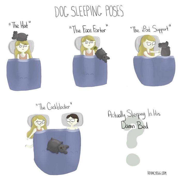 Dog sleeping poses