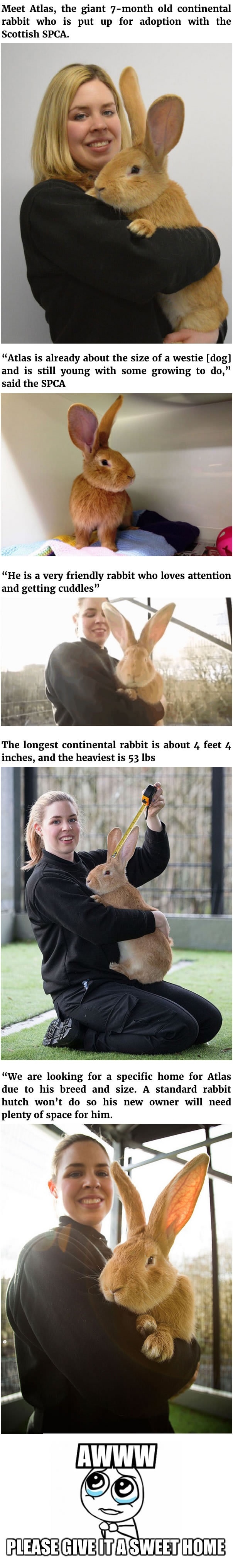 Atlas, the giant rabbit