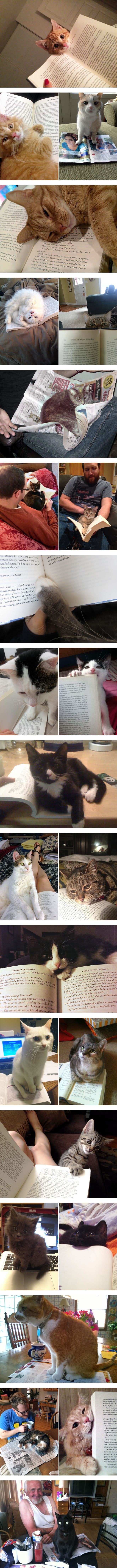 Cats won't let you read