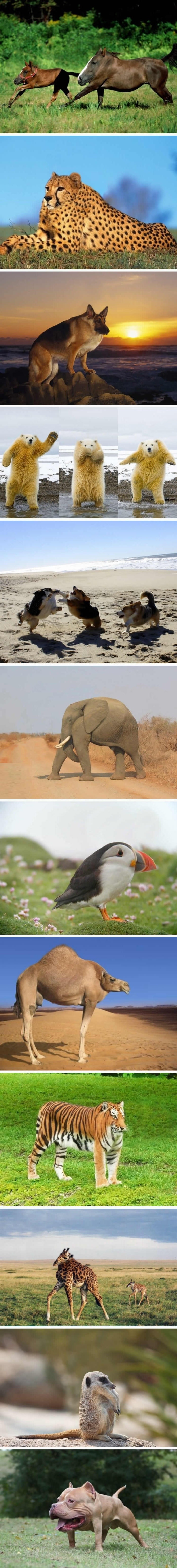 Animals without necks