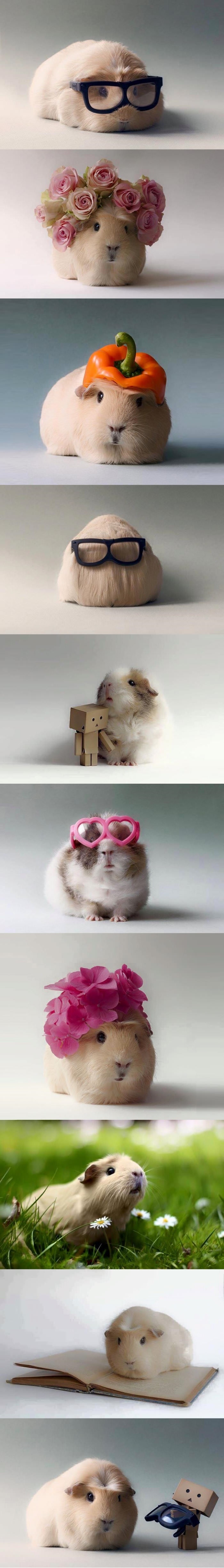 Cute hamsters