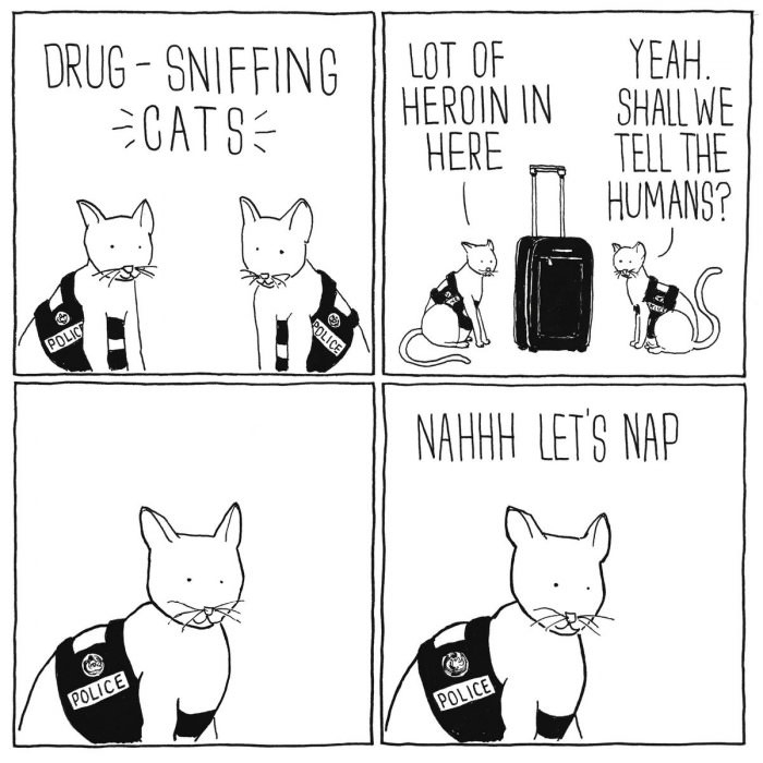 Detection cats