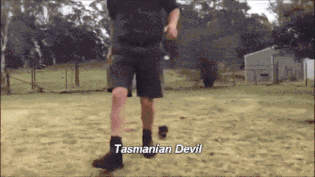 Cute Tasmanian devils