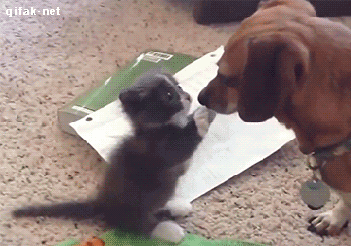 Please let me boop you!
