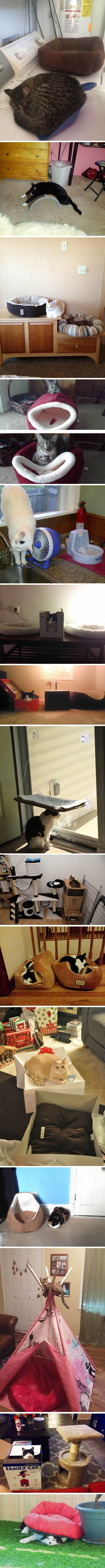 Ungrateful cats