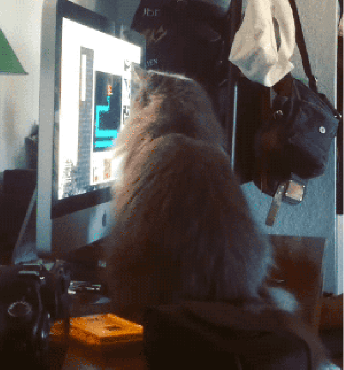 How to troll your cat