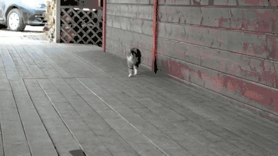 Cat raised by horse
