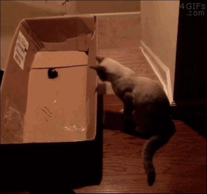 Laser pointer trick