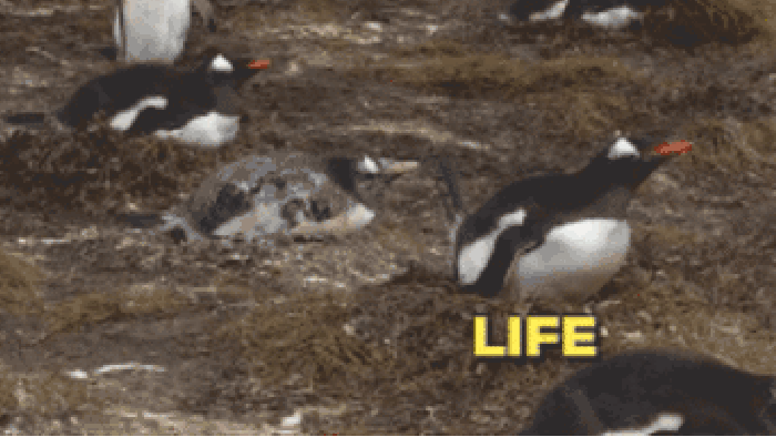 Life is hard