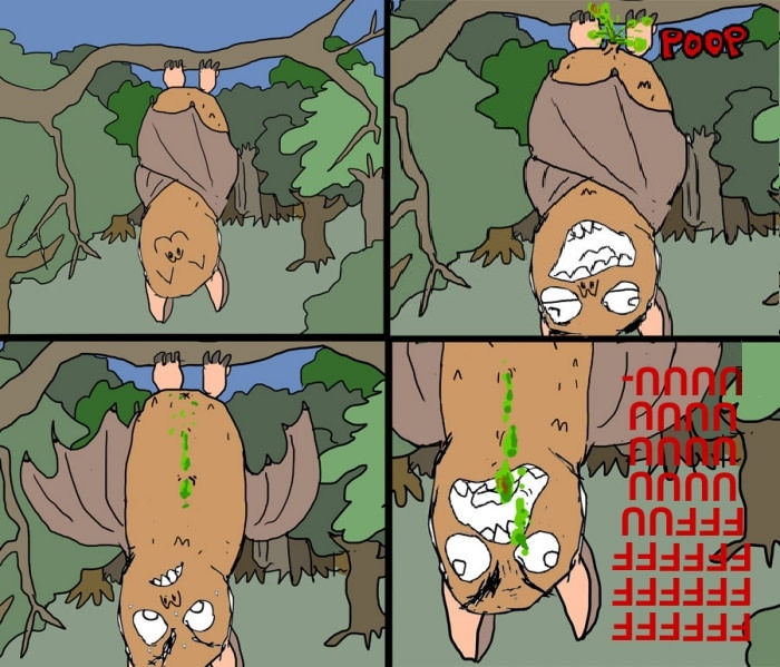 Bat life