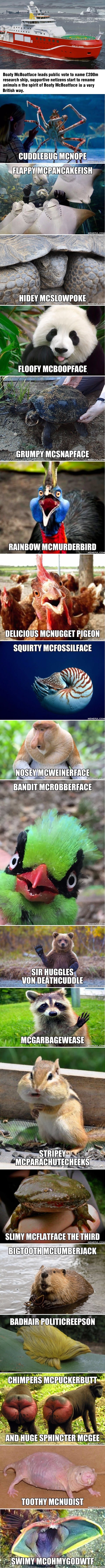 Hilariously accurate animal names