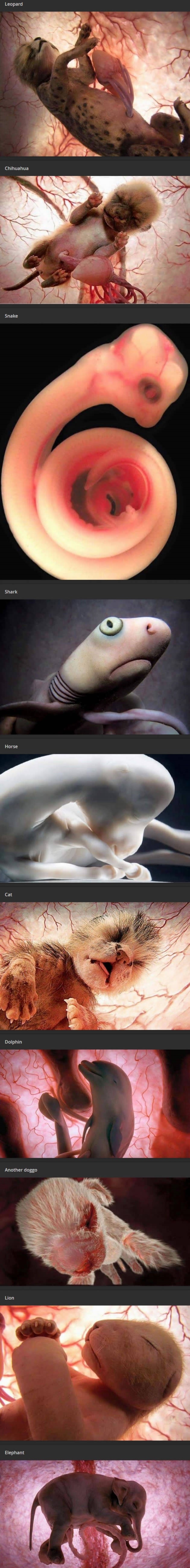 Animals inside their mothers' wombs