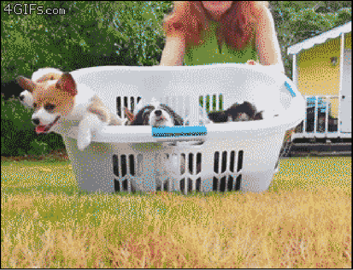 Puppy rebellion