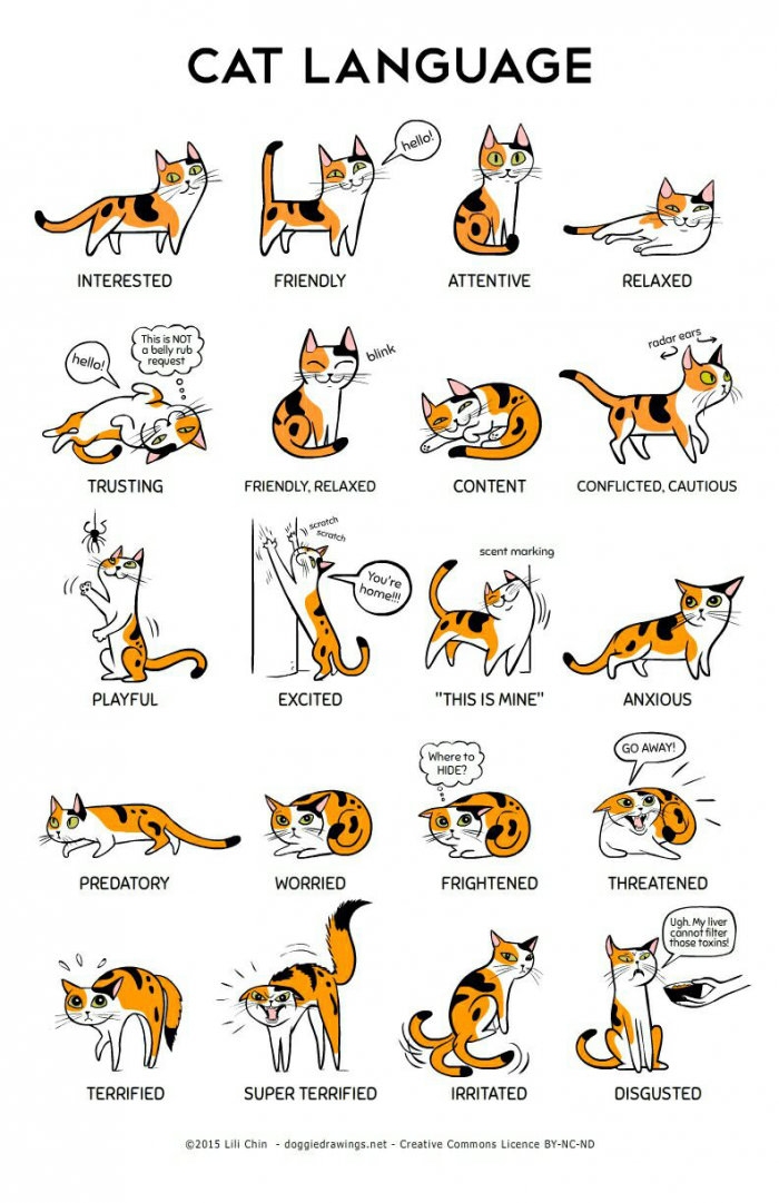 Cat language