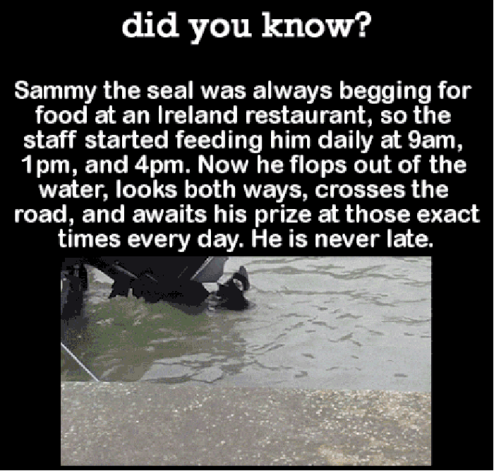 Meet Sammy!