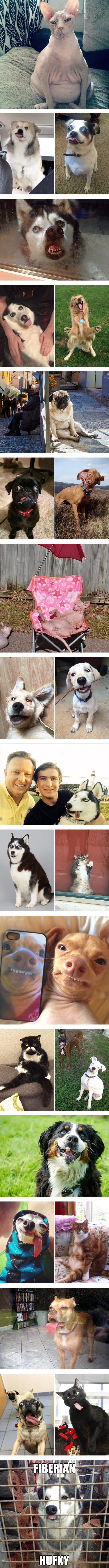 Not all pets are photogenic