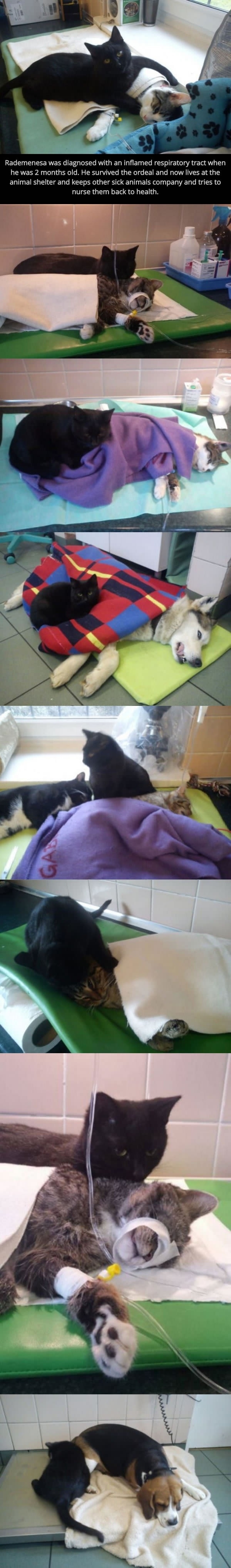 Rademenesa - catnurse