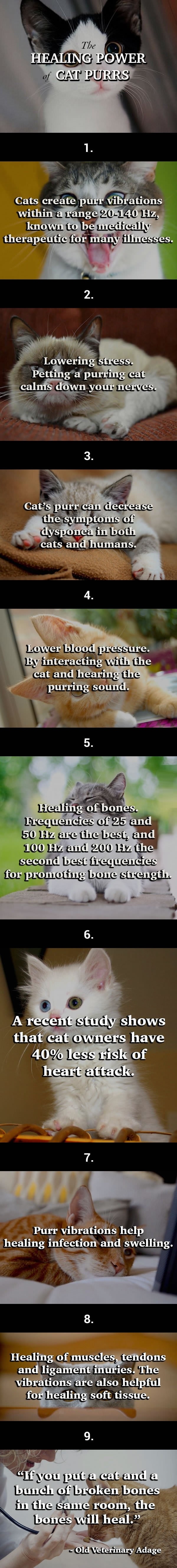 A cats purr may help you live longer