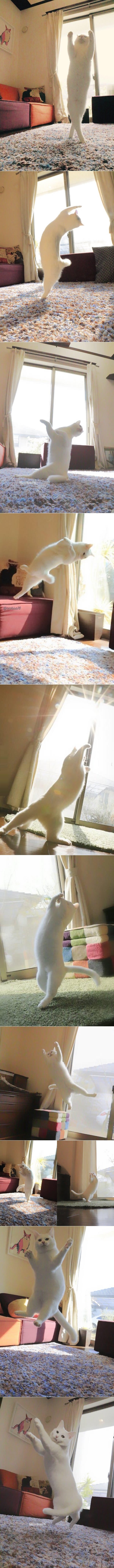 Anti-gravity dancing cat