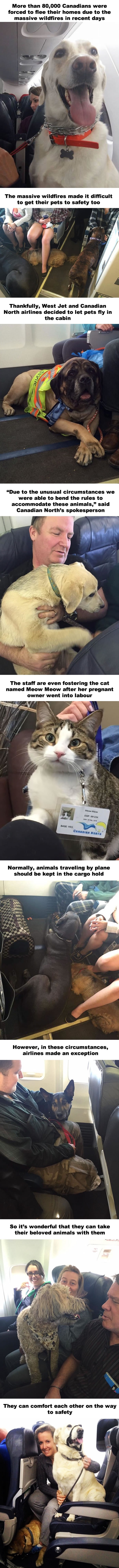 Airlines break their own rules so pets can escape fires
