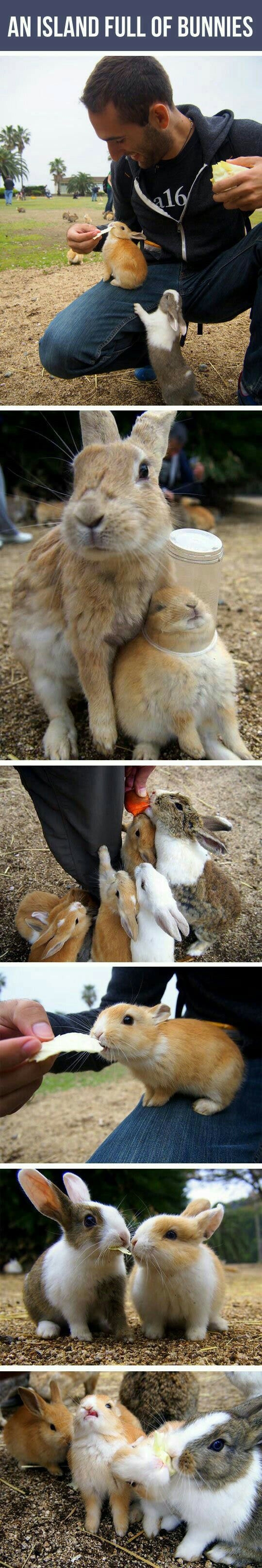 Rabbit Island - Japan