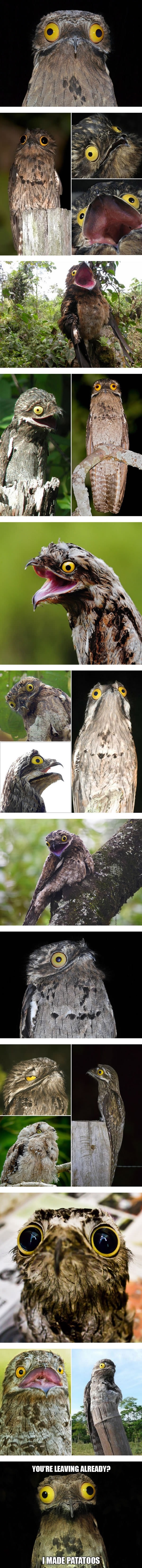 Potoo: The funniest looking bird ever