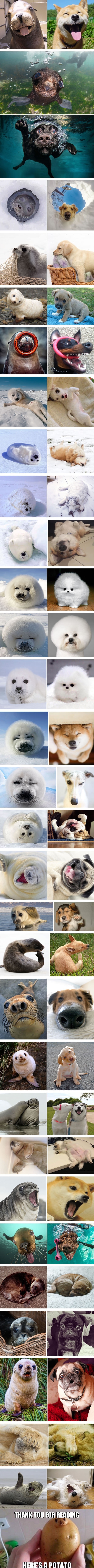 Seals are actually ocean puppies