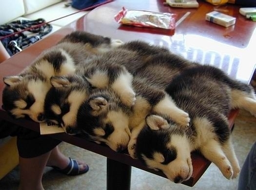 Siberian Husky Puppies