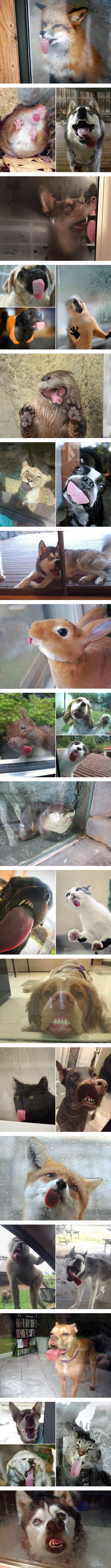 Animals and windows is a hilarious combination