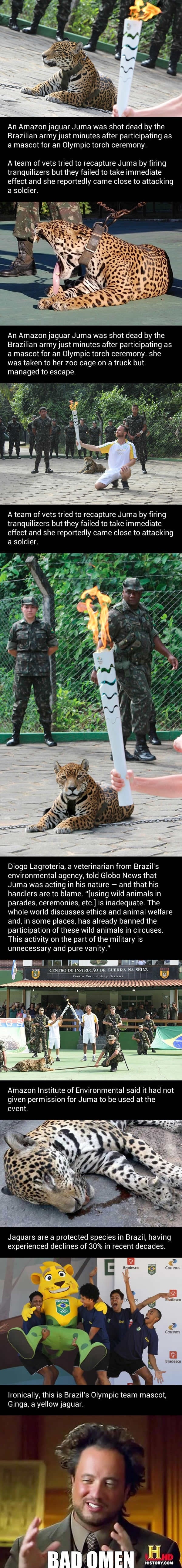 Jaguar killed moments after being used as mascot in Olympic torch ceremony
