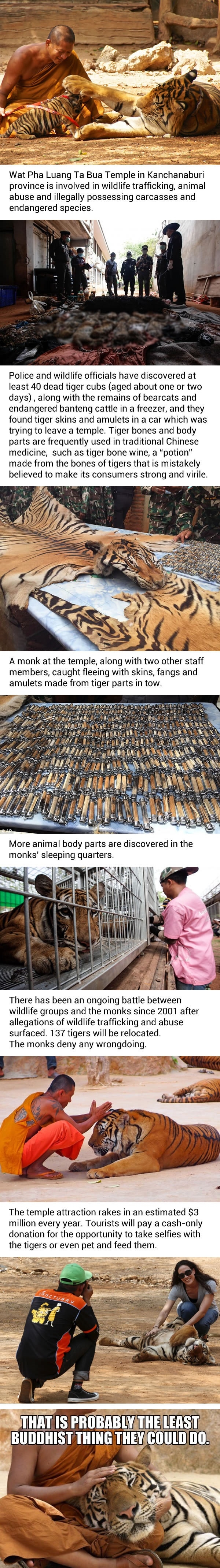 40 dead tiger cubs found in Thai tiger temple's freezer