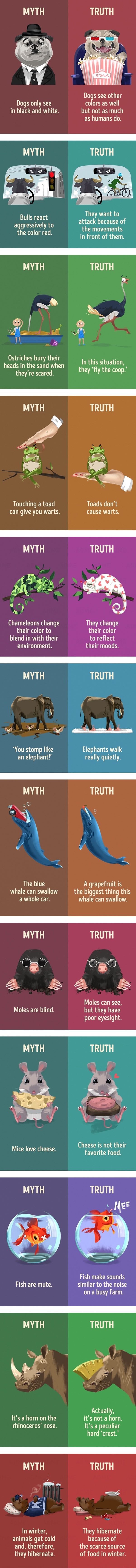 Myths about animals that we still believe